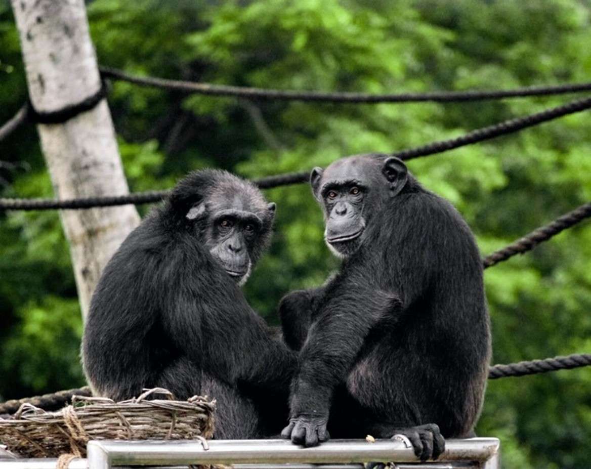 Two black bonobos