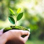 hands holding a small plant with green leaves